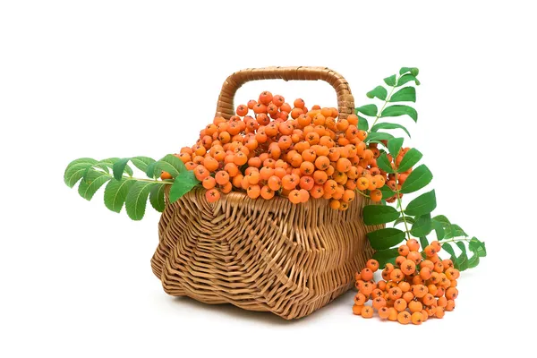 Ripe rowan berries in a wicker basket on a white background — Stock Photo, Image