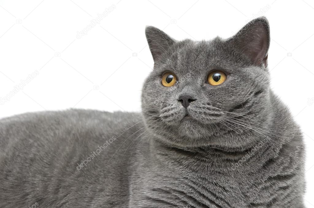 scottish kedi beyaz