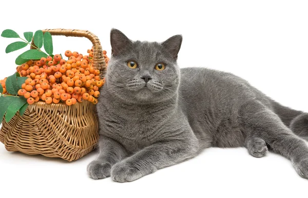 Gris gato y serbal bayas sobre un fondo blanco primer plano — Foto de Stock