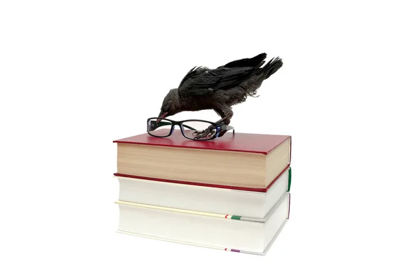 Uccello Una Pila Libri Bicchieri Isolati Sfondo Bianco Foto Orizzontale — Foto Stock