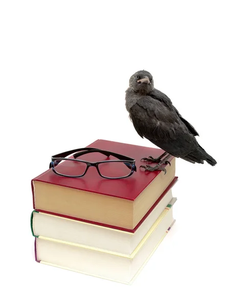 Kuş Kargası Kitapların Üzerinde Oturuyor Dikey Resim — Stok fotoğraf