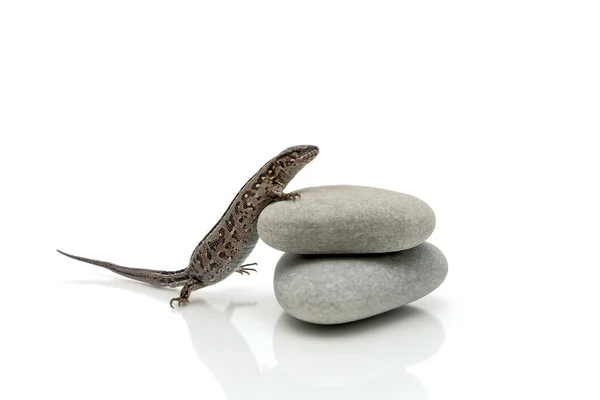 Live Small Lizard Sitting Gray Stones White Background Horizontal Photo — Stock Photo, Image