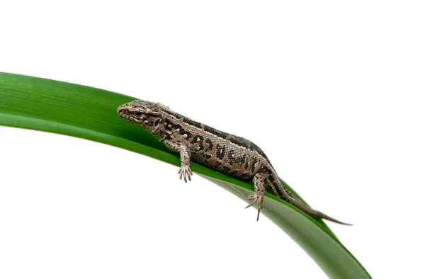 Lagarto Senta Uma Folha Verde Fundo Branco Foto Horizontal — Fotografia de Stock