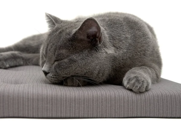 Gray Cat Sleeps Pillow Horizontal Photo — Stock Photo, Image