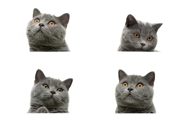 Κεφάλι Γκρίζας Γάτας Κίτρινα Μάτια Που Απομονώνονται Λευκό Φόντο Οριζόντια — Φωτογραφία Αρχείου