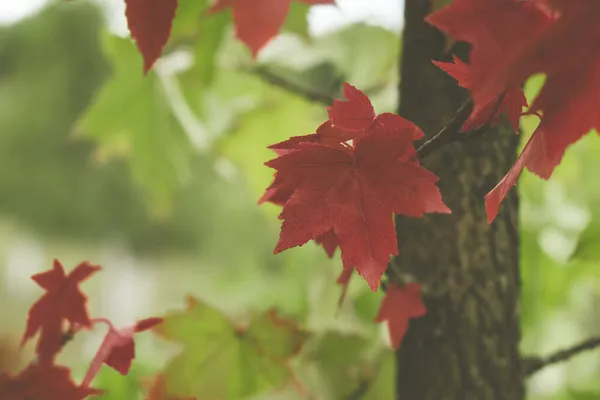 Pohon Permen Karet Manis Musim Gugur Penuh Warna Daun Menutup — Stok Foto