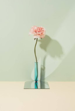 Artificial flower in a test tube on a mirror surface. Pastel two tone virtual love minimal background.