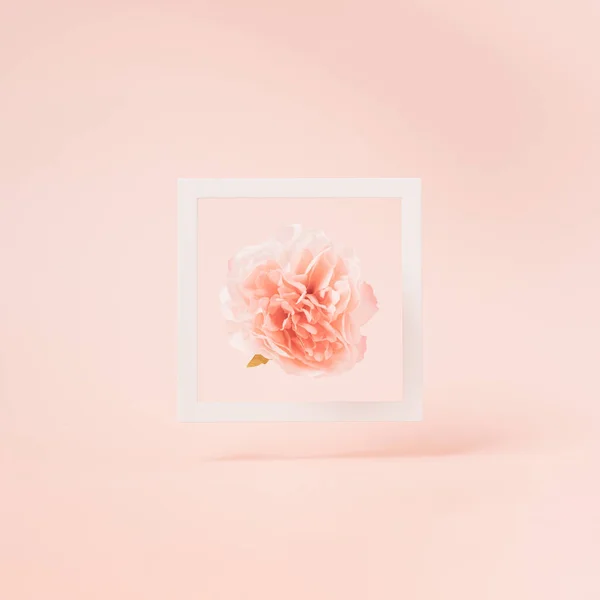 White Floating Frame Artificial Peonia Flower Pastel Pink Background Minimal — Stok Foto
