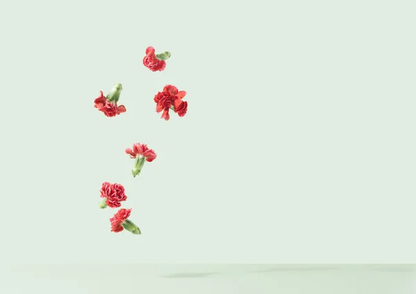 Červený Dianthus Květy Kapající Světle Zelené Pozadí Ženský Barevný Minimální — Stock fotografie