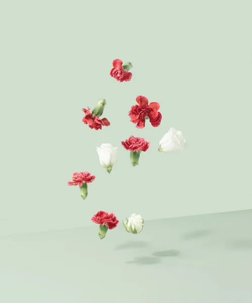 Kvetoucí Dianthus Růže Kapající Světle Zelené Pozadí Konceptuální Pozadí Jara — Stock fotografie