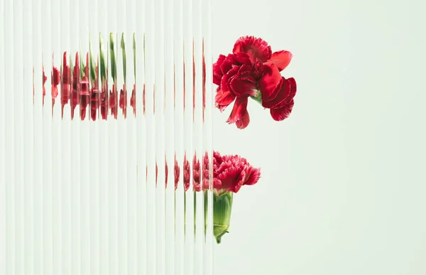 Bunga Merah Dianthus Dengan Latar Belakang Hijau Dengan Prisma Bergelombang — Stok Foto