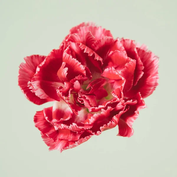 Bunga Red Dianthus Menutup Gambar Dengan Latar Belakang Hijau Pastel — Stok Foto