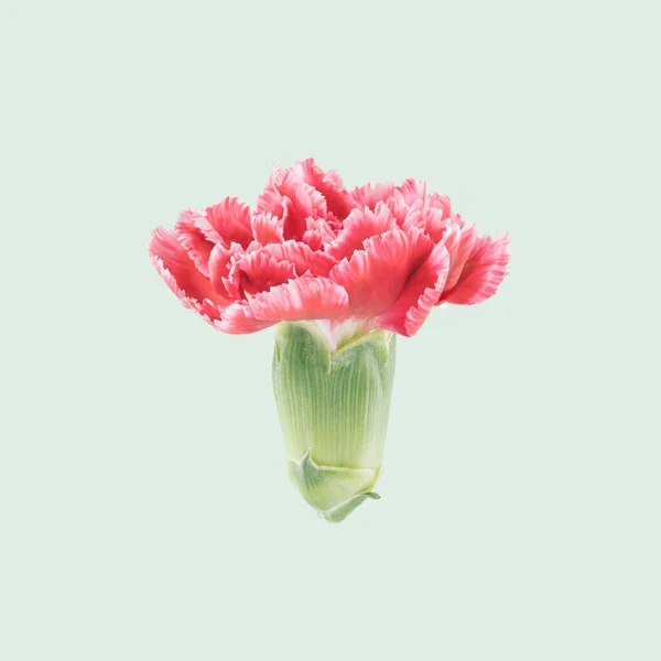 Bunga Pinks Yang Terisolasi Pada Latar Belakang Hijau Pastel Romantis — Stok Foto