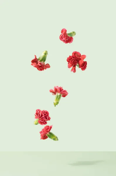 Vznášející Červená Dianthus Květiny Pastelově Zeleném Pozadí Valentýn Minimální Koncept — Stock fotografie