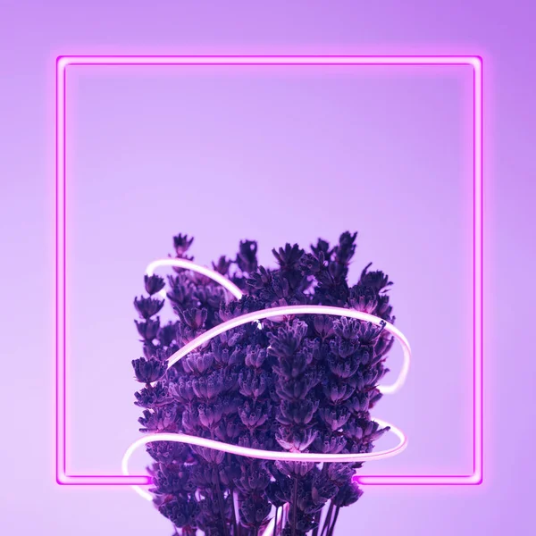 Violet Lavender Flowers Pink Neon Frame Cyber Digital Spring Minimal — Stock Photo, Image