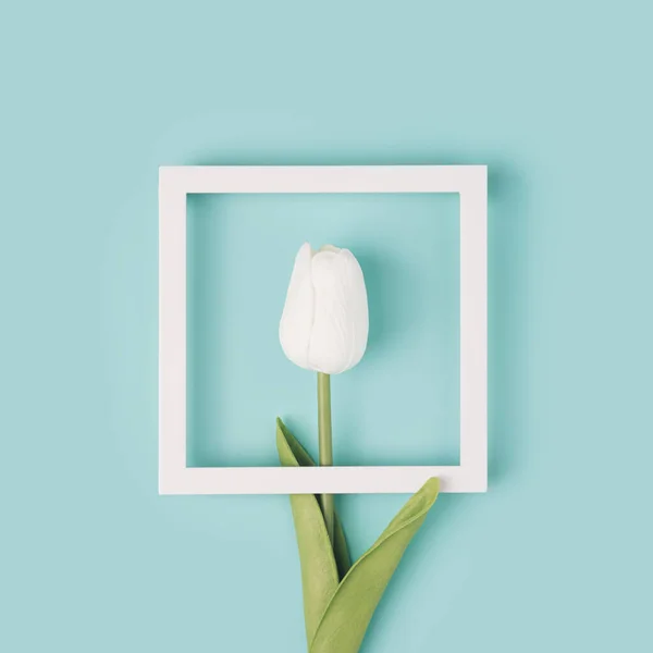 Bingkai Persegi Pada Latar Belakang Mint Pastel Dengan Tulip Putih — Stok Foto