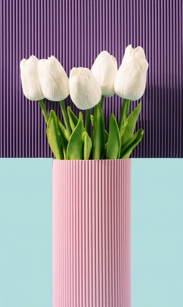Bunga Tulip Dengan Latar Belakang Merah Muda Dan Ungu Musim — Stok Foto