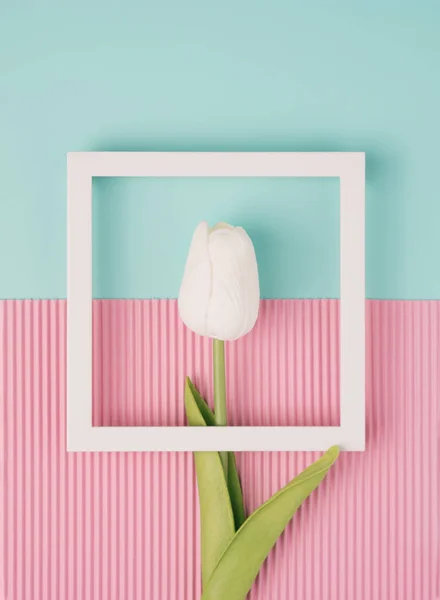 Čtvercový Rám Pastelové Mátě Růžové Pozadí Bílým Tulipánem Uvnitř Jaro — Stock fotografie