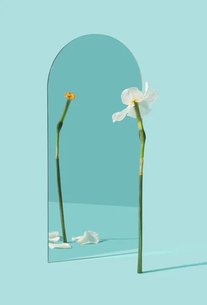 Narcissus çiçeği aynaya yansıyor ve yaprakları dökülüyor. Güzellik, gençlik zamanı asgari konsept geçiyor.