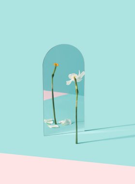 Narcissus çiçeği aynaya düşen yaprakları yansıtır. Değişim, dönüşüm asgari kavramsal arkaplan.