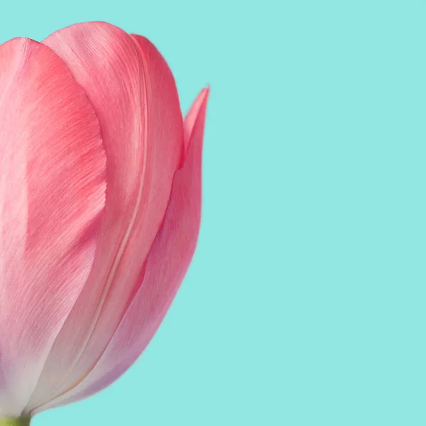 Pastel Pink Tulip Flower Light Blue Background Blossom Springtime Minimal — Stok Foto