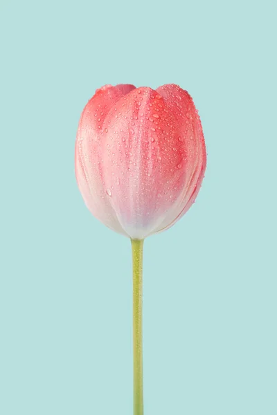 Single Tulip Flower Pink Petals Water Drops Summertime Natural Background — Stok Foto