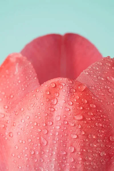 Water Drops Pink Flower Petals Nature Springtime Macro Background — Stok Foto