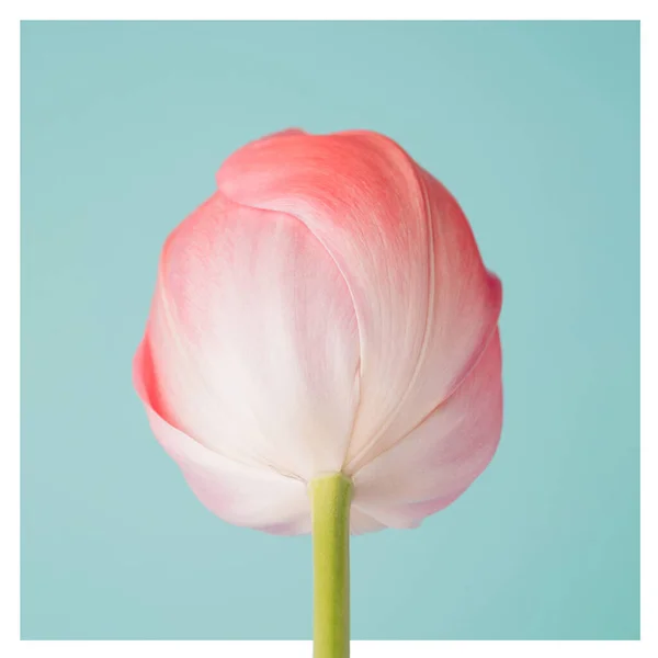Soft Pink Tulip Flower Square Light Blue Background Minimal Artistic — Stok Foto