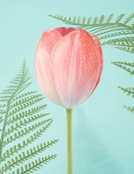 Pink Tulip Flower Water Drops Fern Leaves Nature Springtime Background — Stok Foto