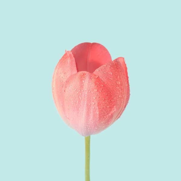 Fresh Tulip Flower Close Rain Drops Surface Spring Floral Abstract — Stok Foto