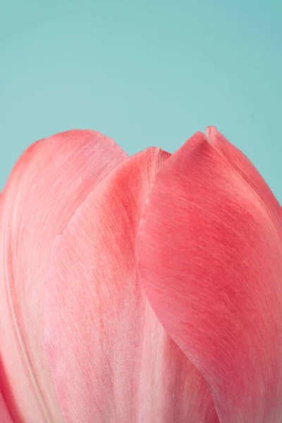 Pink tulip petals close up with pastel blue background above. Abstract floral springtime backdrop.