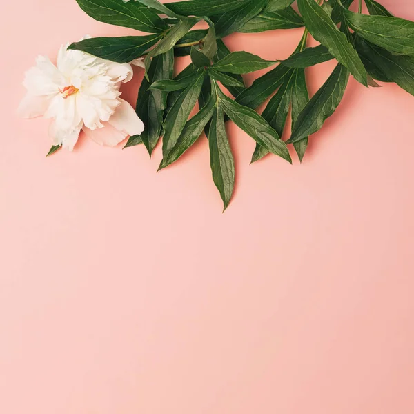 Peony Plant White Flowers Light Pink Background Floral Minimal Top — Stok Foto