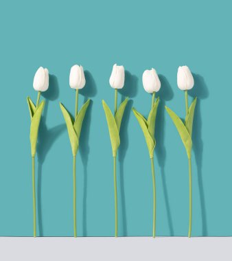 White tulips against teal background. Floral minimal background.