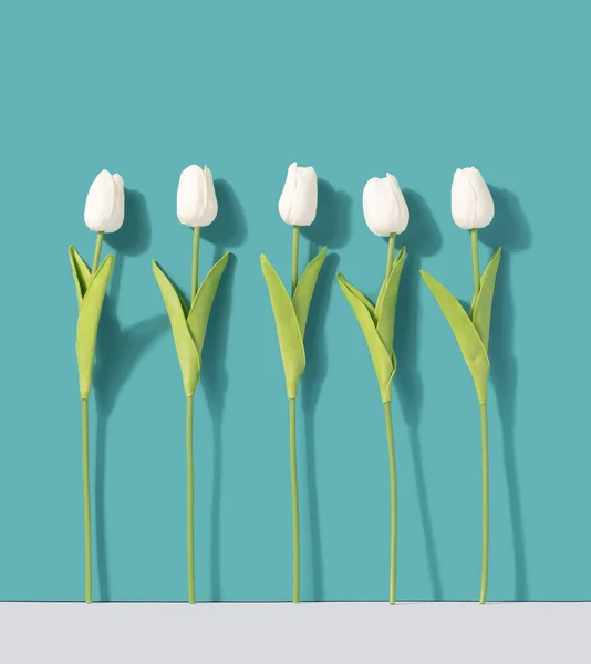 White tulips against teal background. Floral minimal background.