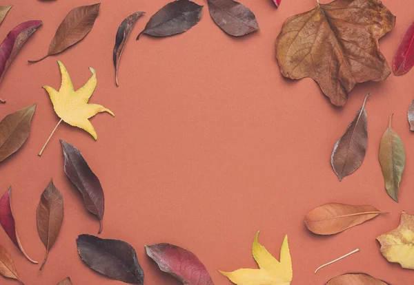 Autumn Leaves Arranged Earthy Pastel Background Fall Colorful Template — Stok Foto