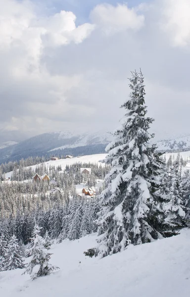 美丽的冬季风景，冰雪覆盖的树木 — 图库照片