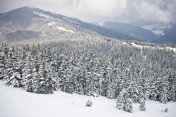 美丽的冬季风景，冰雪覆盖的树木 — 图库照片