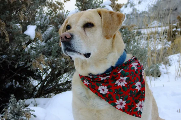 kar ile sarı labrador geri almak