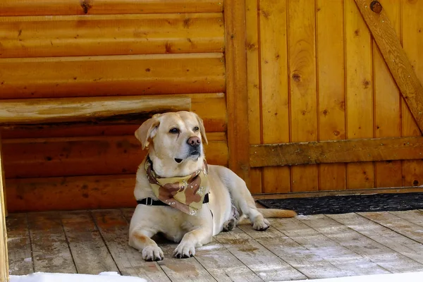 Yellow Labrador Retriever On Porch — Stock Photo, Image
