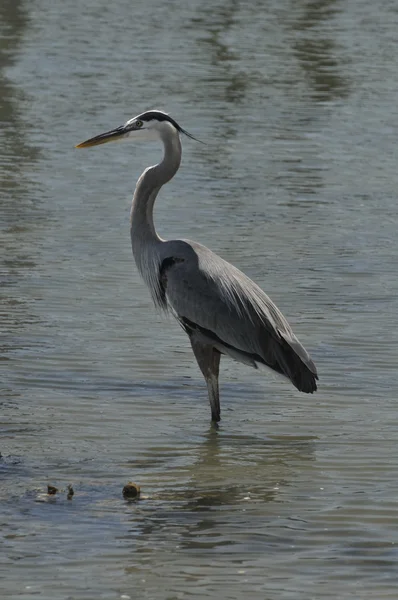 Blauwe reiger op aandacht — Stockfoto