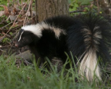 Kokarca.