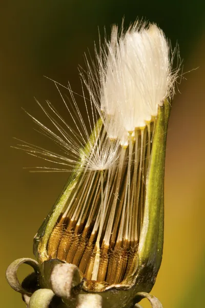 Uçuş almak karahindiba tohum