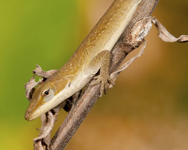 Karolína anole — Stock fotografie