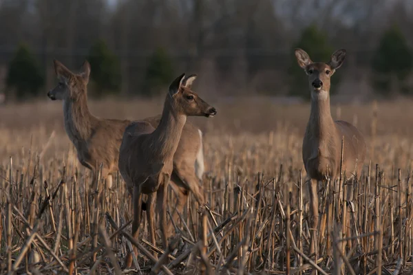 Tři jeleny v oboru — Stock fotografie