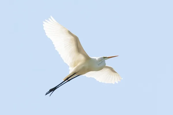 büyük beyaz balıkçıl