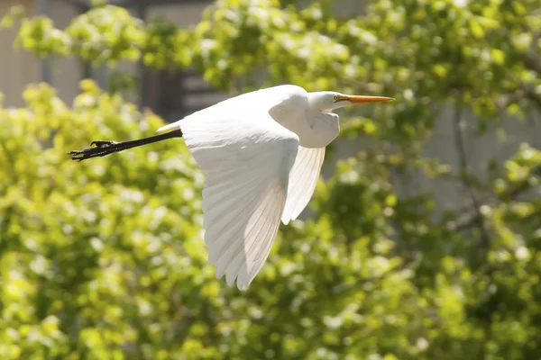 Grote witte zilverreiger — Stockfoto