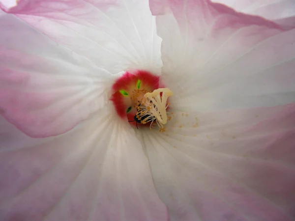 hibiscus tozlaşma