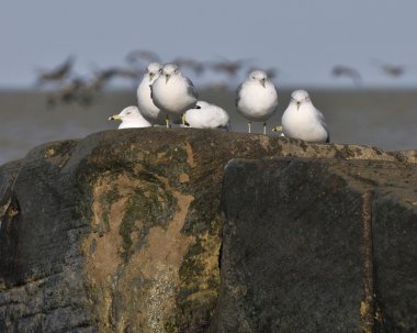 kaya oluşumu tepesinde martılar