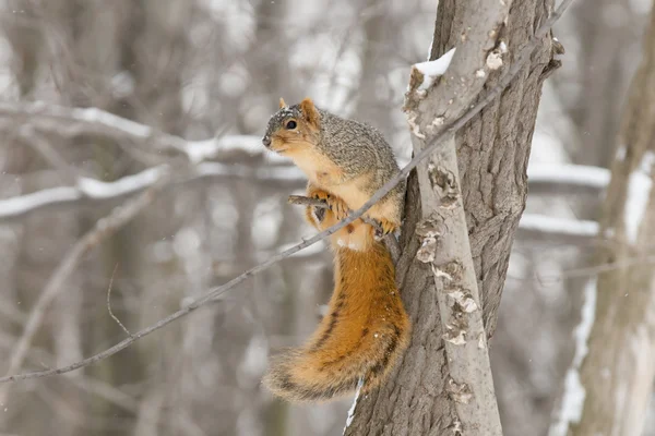 Winter eekhoorn — Stockfoto