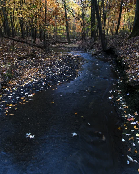 Fall Stream — Stock Photo, Image